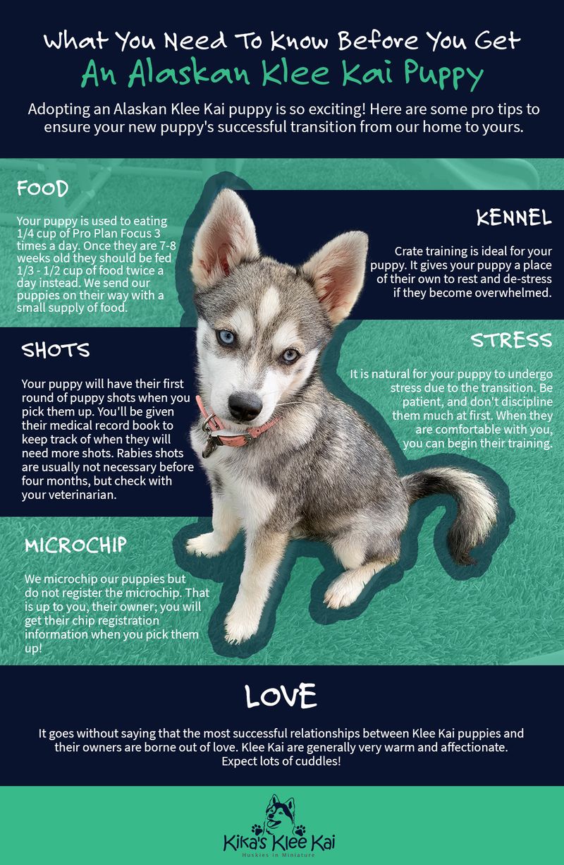 Alaskan klee kai rescue hot sale adoption